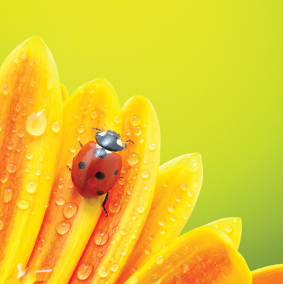 Ladybug and flower
