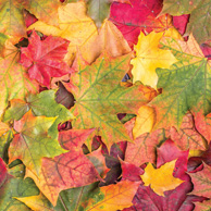 Autumn colorful leaves