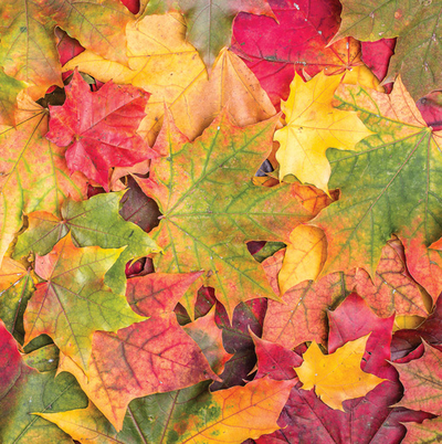 Autumn colorful leaves