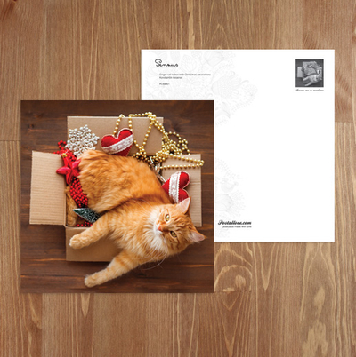 Cat in a box with Christmas decorations