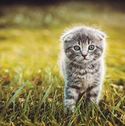 Gray kitten on the green grass