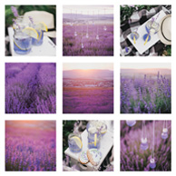 Lavender mosaic