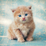 Ginger kitten