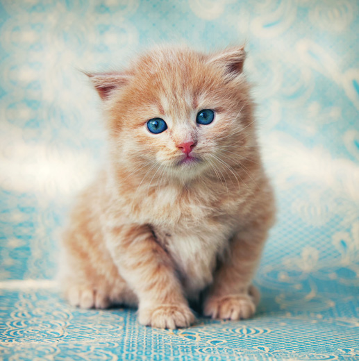 Ginger kitten hot sale