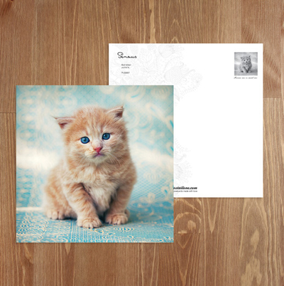 Ginger kitten