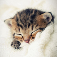Sleeping kitten