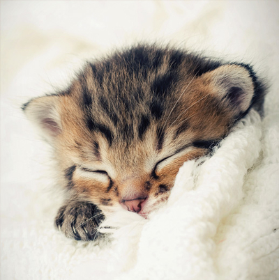 Sleeping kitten