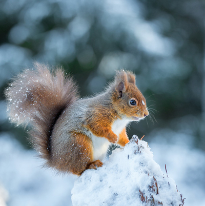 Winter squirrel