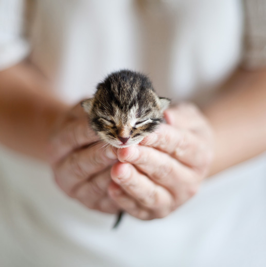 Kitten / Sensus Collection / Postcards / Postallove - postcards made