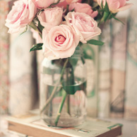 Pink roses