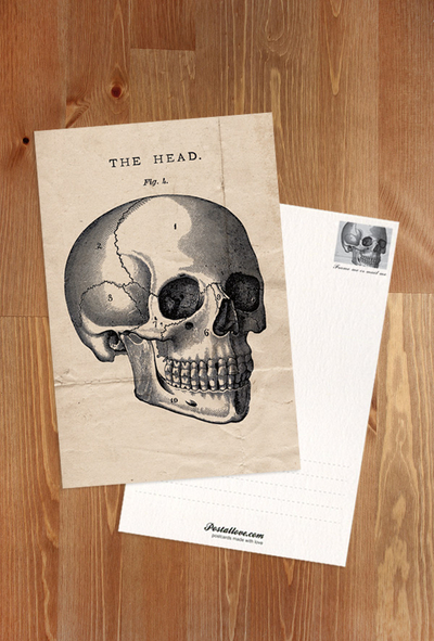 Head