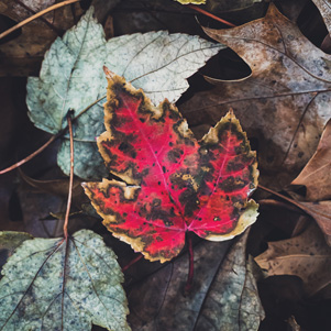 Red leaf