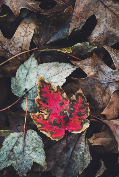 Red leaf