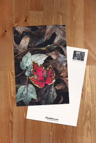 Red leaf