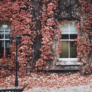 Autumn alley