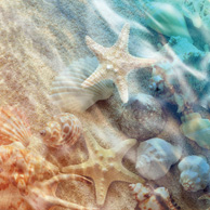Starfish and seashell