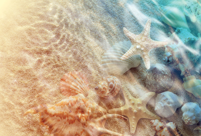 Starfish and seashell