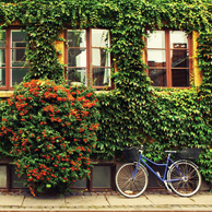 Blue bike & ivy