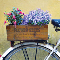 Bike & Flowers