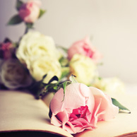 Roses and old book