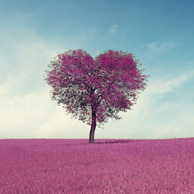 Lavender heart shaped tree