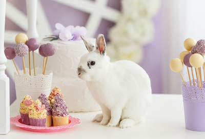 White rabbit with cupcakes and lollipops