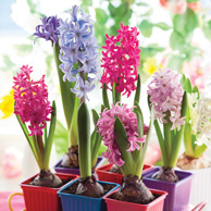 Colorful hyacinths