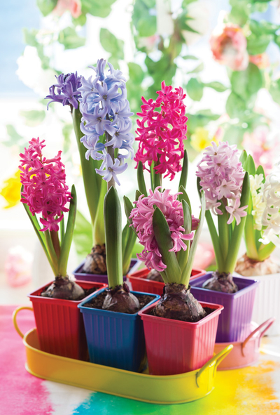 Colorful hyacinths