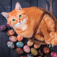 Red cat & Easter eggs