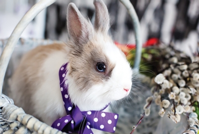 Easter bunny