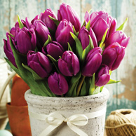 Spring tulips