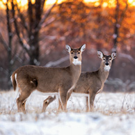 Landscape with a doe