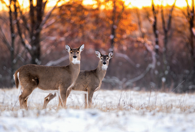 Landscape with a doe