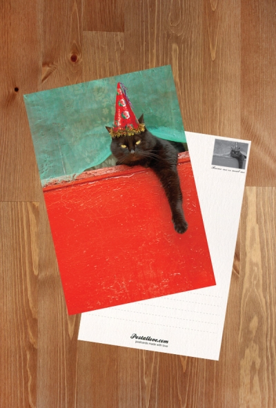 New Year Cat
