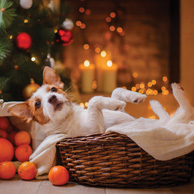 Dog under the christmas tree