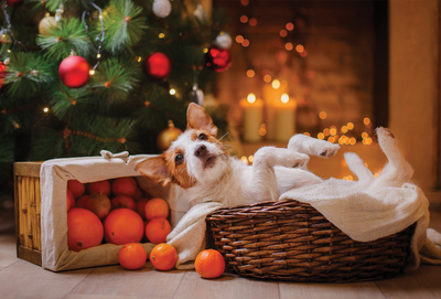 Dog under the christmas tree