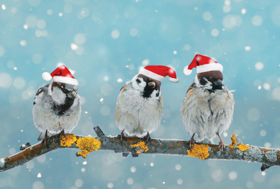 Christmas birds
