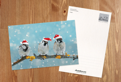 Christmas birds