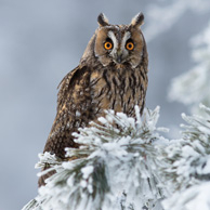 Long-eared owl