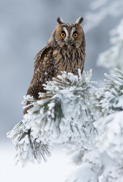 Long-eared owl
