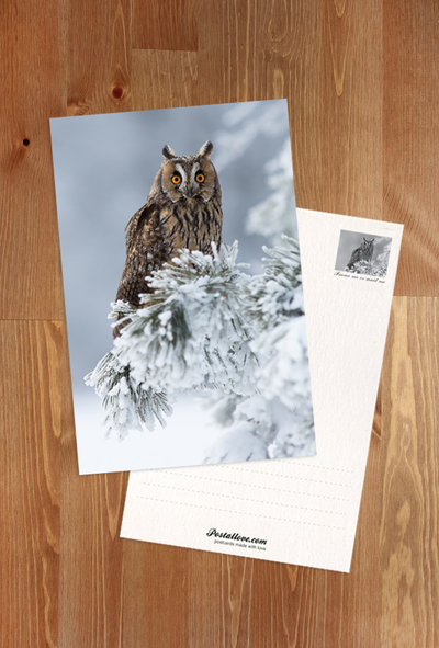 Long-eared owl