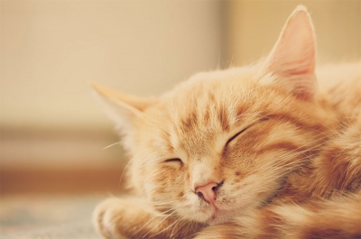 Sleeping kitten