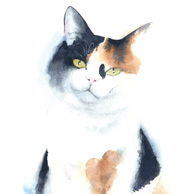Tricolor cat - watercolor