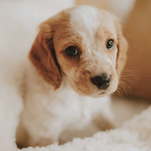 Puppy