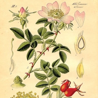 Rosa canina
