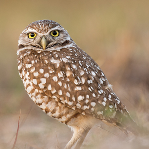 Burrowing owl