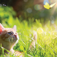 Kitten & butterfly