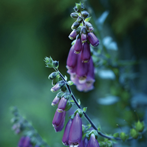 Foxglove