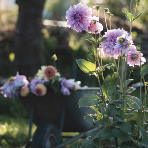 Garden of Dahlias