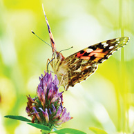 Painted butterfly